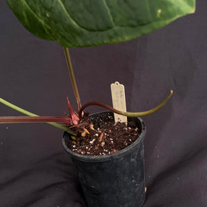 Anthurium Hoffmanii x Forgetii w/ inflorescence