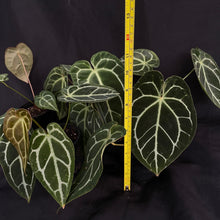 Anthurium hybrid x 5 pack of plants