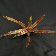 Cryptanthus Zonatus | XL Established plant #B