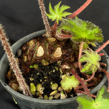 Begonia heracleifolia | Large rhizome & new shoots