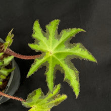 Begonia heracleifolia | Large rhizome & new shoots