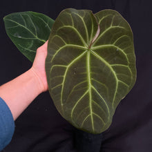 Anthurium Hoffmanii x Forgetii w/ inflorescence