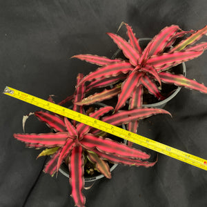 Cryptanthus bivittatus x 2 medium plants