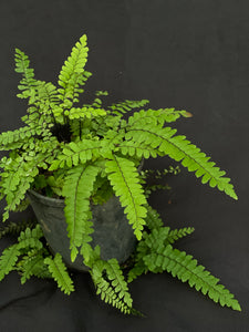 Adiantum hispidulum