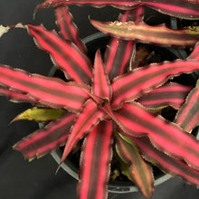 Cryptanthus bivittatus x 2 medium plants