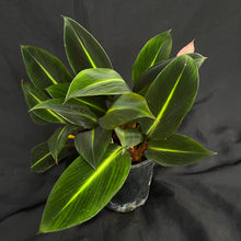 Boesenbergia aurantiaca