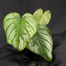 Philodendron Silver Cloud