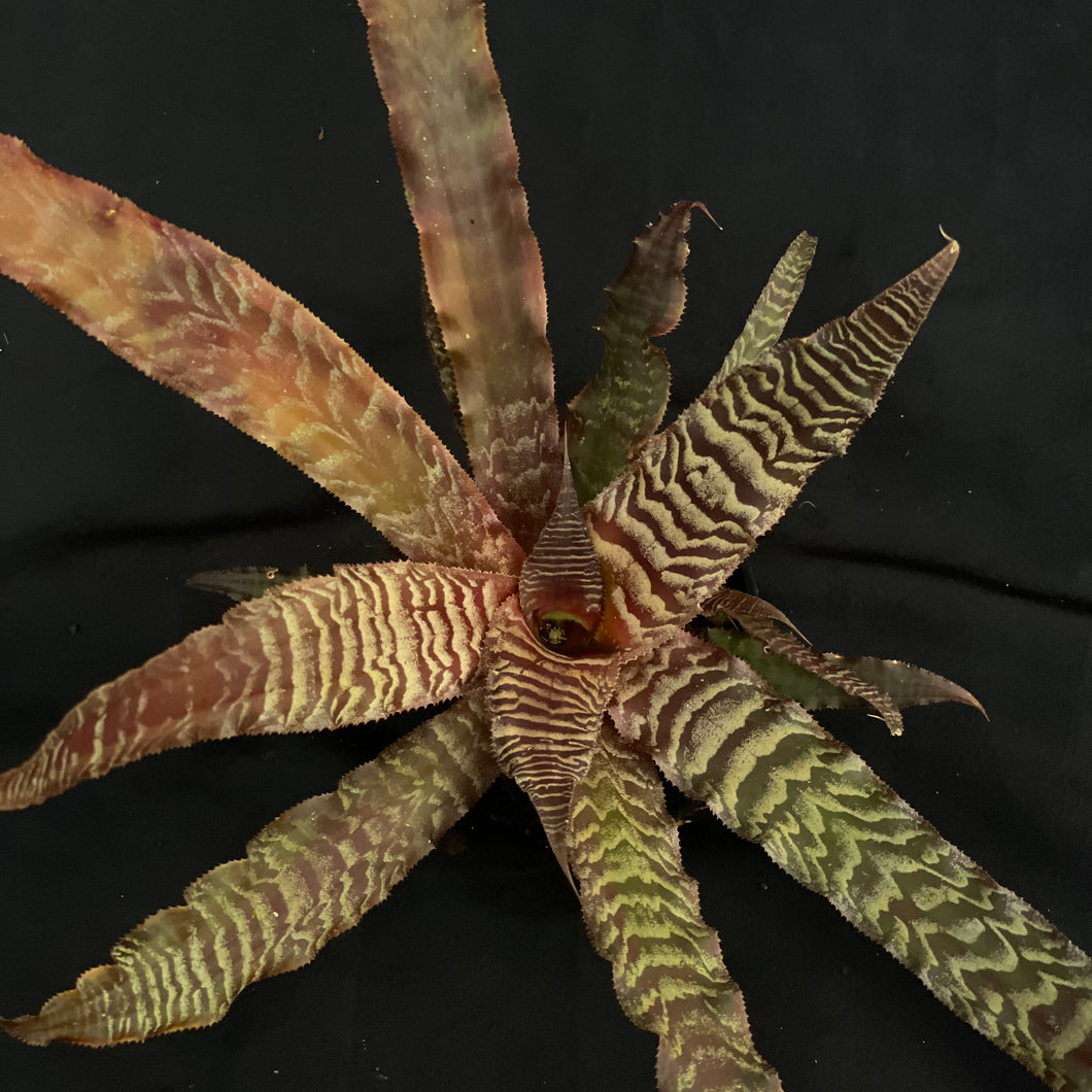 Cryptanthus Zonatus | XL Established plant #C