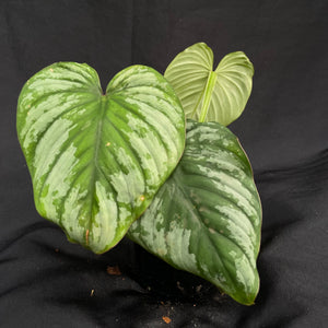 Philodendron Silver Cloud