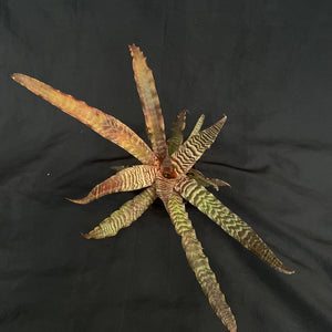 Cryptanthus Zonatus | XL Established plant #C
