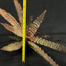 Cryptanthus Zonatus | XL Established plant #C