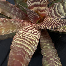 Cryptanthus Zonatus | XL Established plant #C