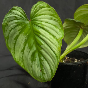 Philodendron Silver Cloud