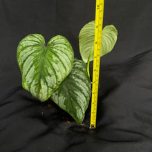 Philodendron Silver Cloud