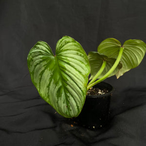 Philodendron Silver Cloud