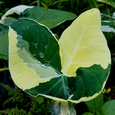 Xanthosoma albo marginata 'Mickey Mouse Alocasia'