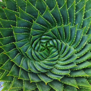 Beautiful close up from above of a established, mature Aloe polyphylla Spiral aloe