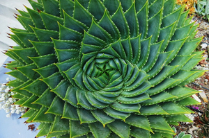 Beautiful close up from above of a established, mature Aloe polyphylla Spiral aloe