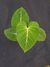 Healthy, established Philodendron gloriosum plant from above