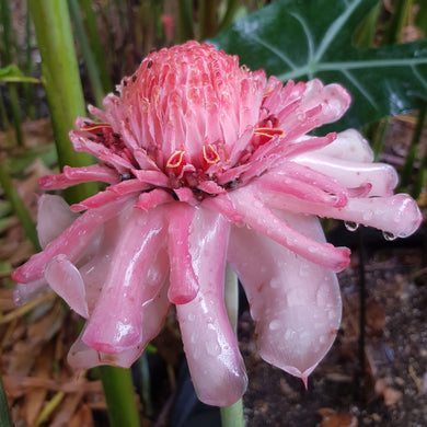 Pink Torch Ginger flower rhizomes for sale australia etlingera elatior bulbs and rhizomes for sale wax flower torch lily