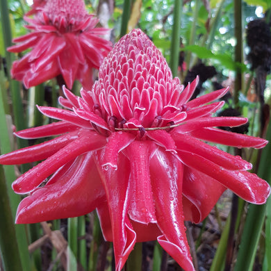 Etlingera elatior Red Torch Ginger Flower Wax flower Red Ginger Lily Flower Tropical Plants For Sale Australia Rhizomes