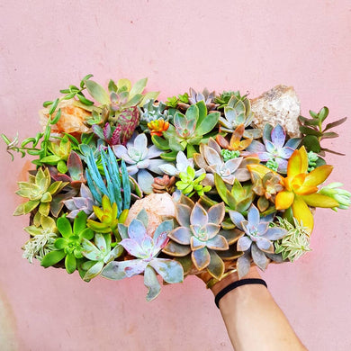 Succulent Cutting Pack