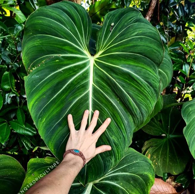 Hand comparison next to large, mature Philodendron gloriosum mother stock