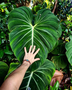 Hand comparison next to mother stock of large, mature Philodendron gloriosum specimen
