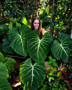 Owner of NQ TROPICULTURE pictured behind extra large, mature, established Philodendron gloriosum plants 