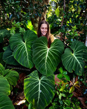 Owner of NQ TROPICULTURE pictured next to huge, mature Philodendron gloriosum plants