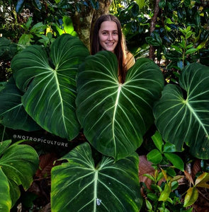 NQ TROPICULTURE owner pictured behind very large, mature Philodendron gloriosum