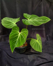 Healthy, established Philodendron gloriosum plant