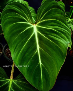 Close up of Philodendron gloriosum also known as velvet leaf philodendron