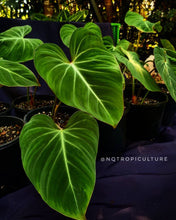 5 established Philodendron gloriosum plants in 8 inch pots