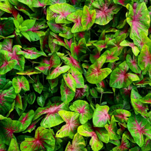 Wholesale bulk Caladium bulbs with green and red leaf