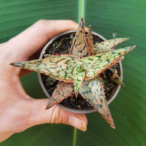 Aloe Pink Blush for sale in pot with babies