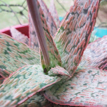 Close up of the centre of Aloe pink blush with flower stalk