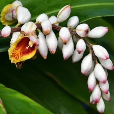 Wholesale Alpinia zerumbet 