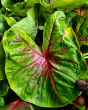 Large Red Caladium bulbs for sale within Australia