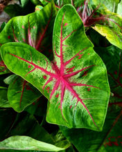 Caladium Red variety close up with Red veins & splotches and a white centre