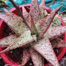 Mature Aloe Pink Blush in bloom from above in large red pot